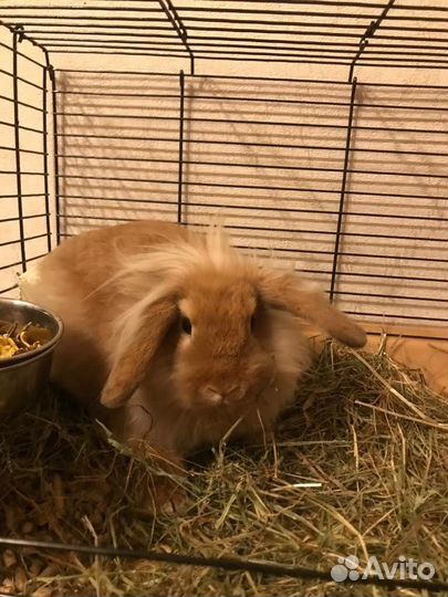 Декоративные кролики