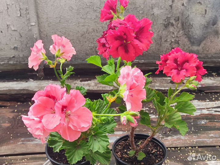 Шикарная пеларгония, большие цветы