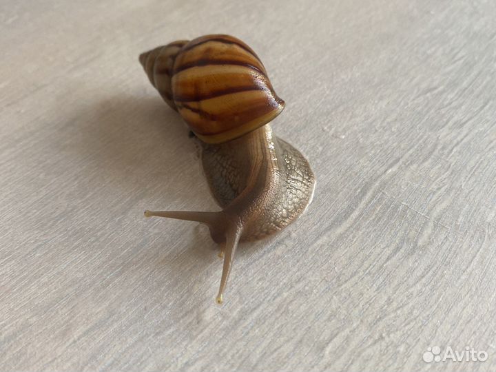 Улитята ахатины