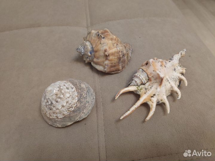 Ракушки морские