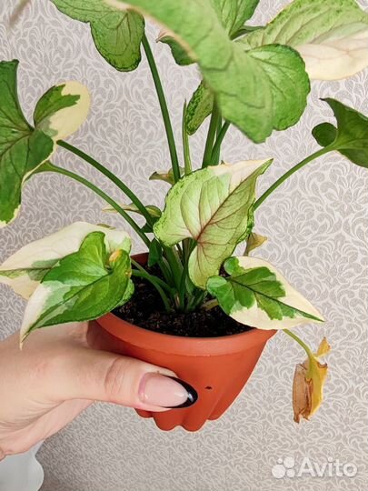 Сингониум белая принцесса