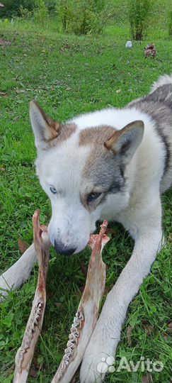 Хаски лайка