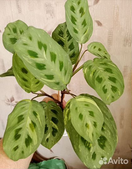 Герань розебудная и другие