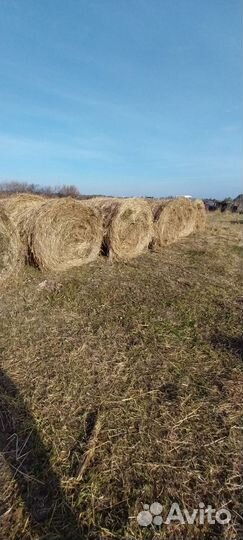 Продам сено в рулонах