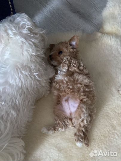 Мальтипу mini f1