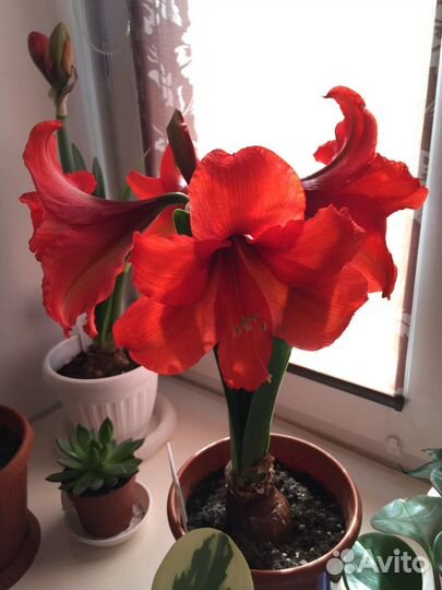 Амариллис(сеянцы)