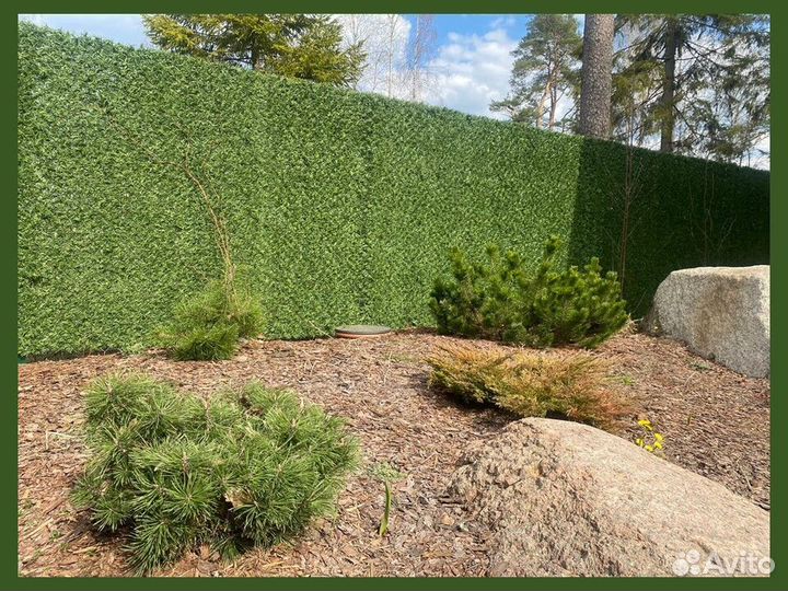 Калифорнийская изгородь