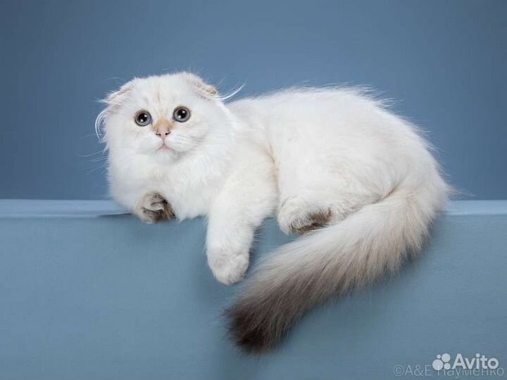 Синеглазые девочки