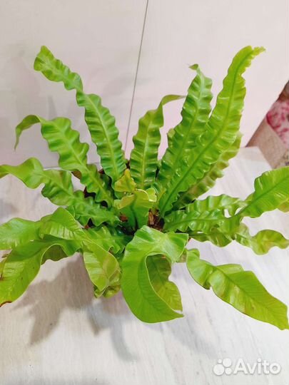 Комнатные растения