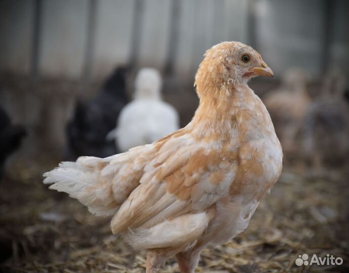 Подрощеные цыплята деревенских курочек