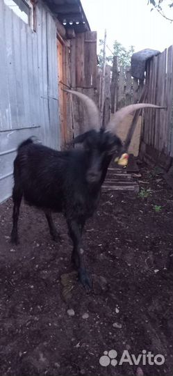 Коза дойная