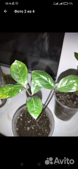 Замиокулькас