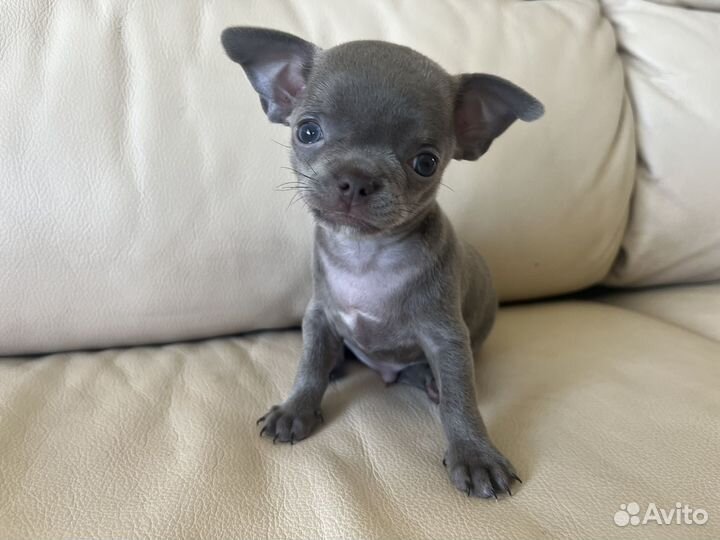 Щенки чихуахуа