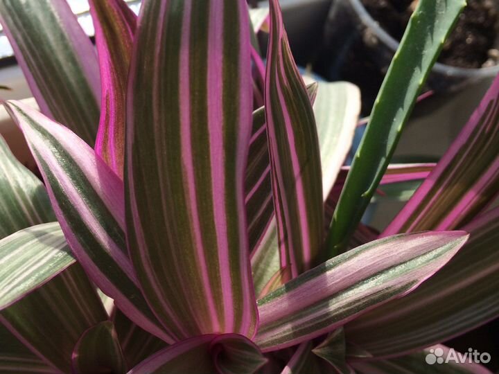 Рэо вариегантный