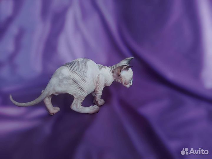 Канадский сфинкс. Котенок девочка