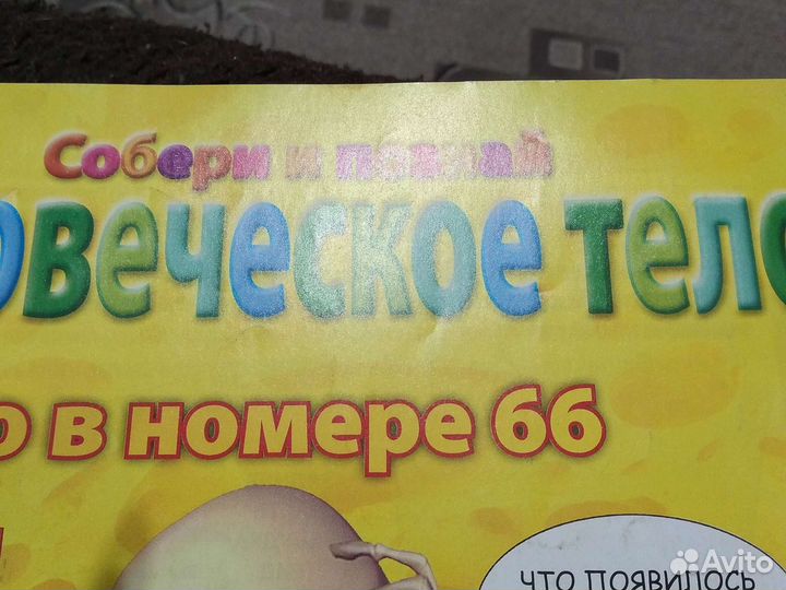 Скелет человека,в мед учреждения или в школу