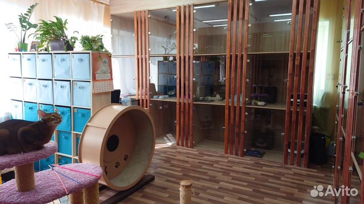 Гостиница для кошек, передержка, котоняня