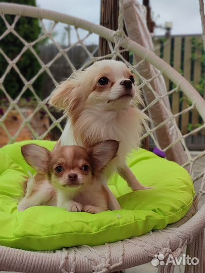 Чихуахуа куколка на фото с мамой