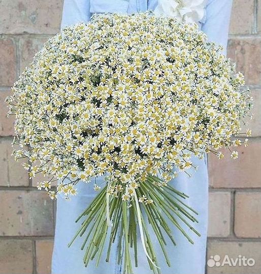 Ромашки букет