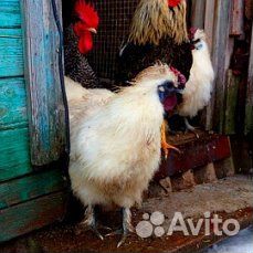 Домашняя птица