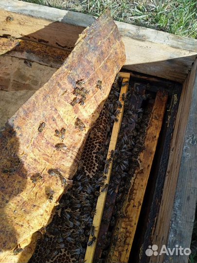 Пчелы бакфаст