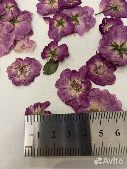 Сухоцветы для творчества