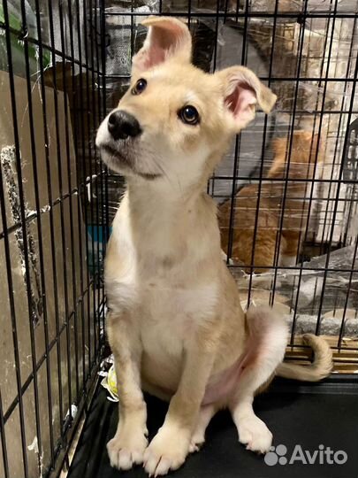 Щенок в дар