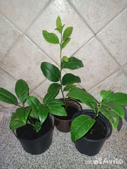 Лимон Мейера