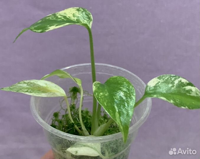 Монстера минт