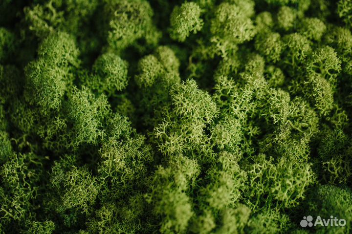 Стабилизированный мох