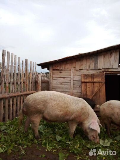 Продам хряка