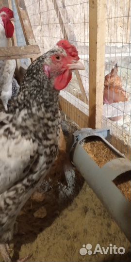 Инкубационное яйцо Пушкинских кур и Кучинских кур