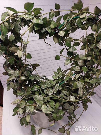 Хойи сортовые