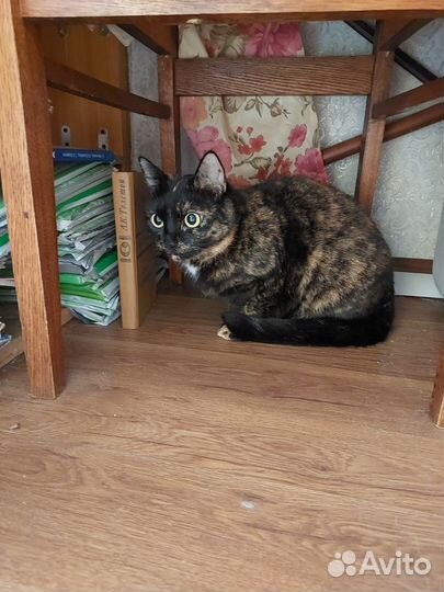 Мурка в добрые руки