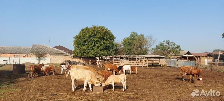 Коровы,бычки, телята