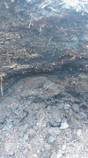 Конский навоз