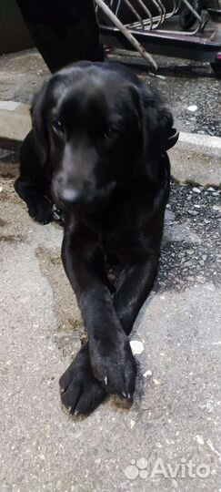 Собаки потеряшки