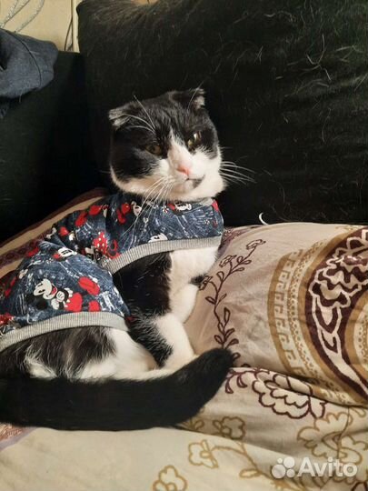 Передержка кошек и собак не больших размеров