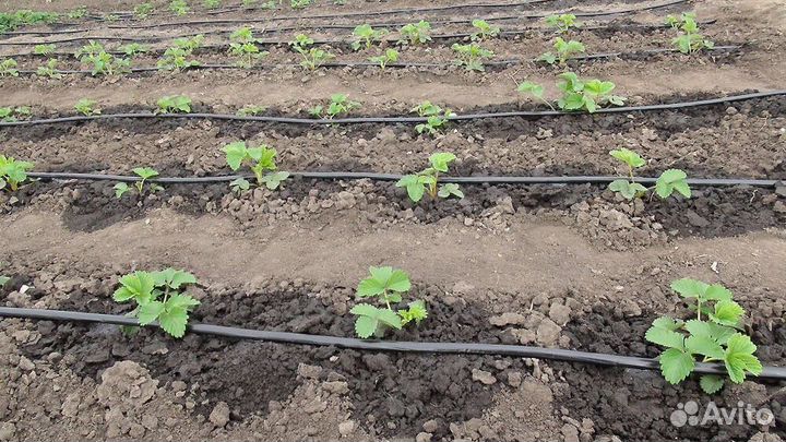 Капельный полив