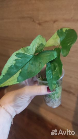 Сингониумы