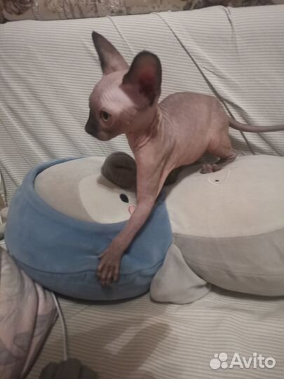 Канадский сфинкс котенок