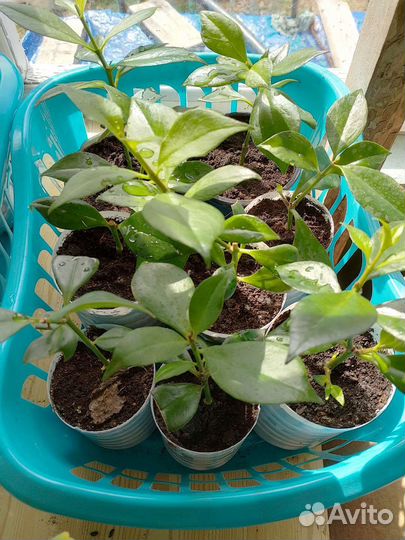 Эсхинантус