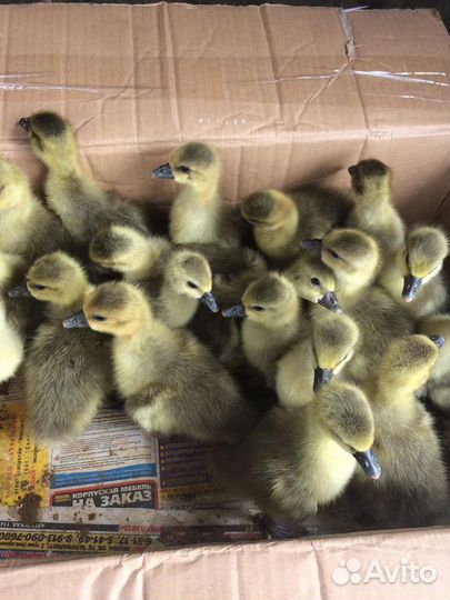 Утята, бройлер, мулард