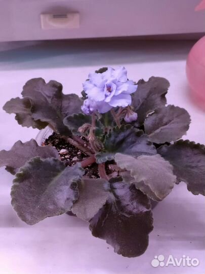 Фиалка сортовая