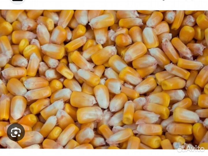 Кукуруза