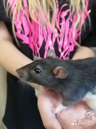 Крыса дамбо