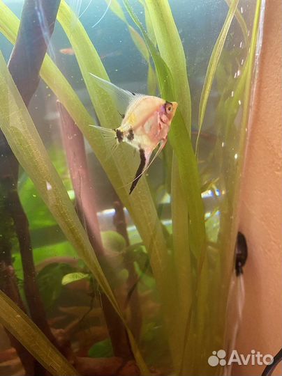 Аквариум с тумбой