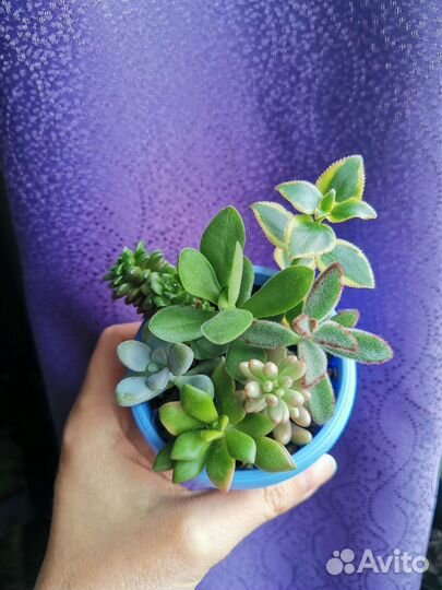 Мини садики из суккулентов, в наличии