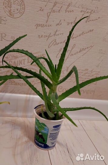 Алоэ лечебный 20-30см