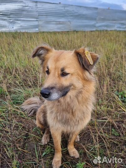 Собака в добрые руки